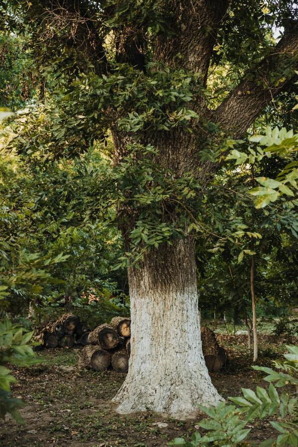 帕拉斯德拉富恩特Casa Campestre Las Ruedas公寓 外观 照片